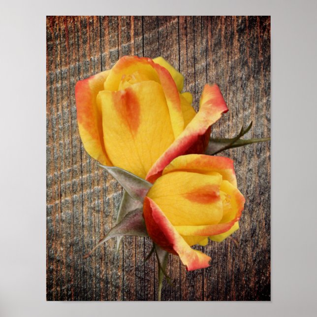 Poster Fleurs Rosebud Jaunes Sur Barnboard (Devant)