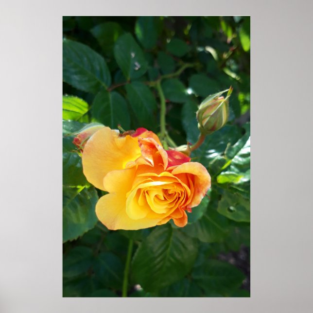 Poster fleurs roses (Devant)