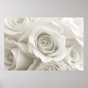 Poster Fleurs Roses blanches