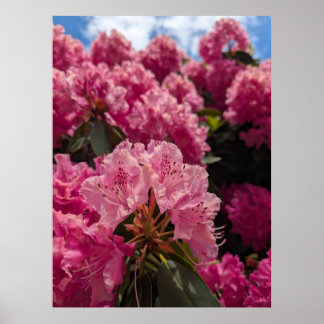 Poster Fleurs roses de Rhododendron au soleil du printemp