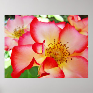 Poster Fleurs roses imprimés d'art Roses colorés