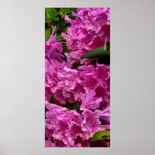 Poster Fleurs roses Rhododendron (Devant)