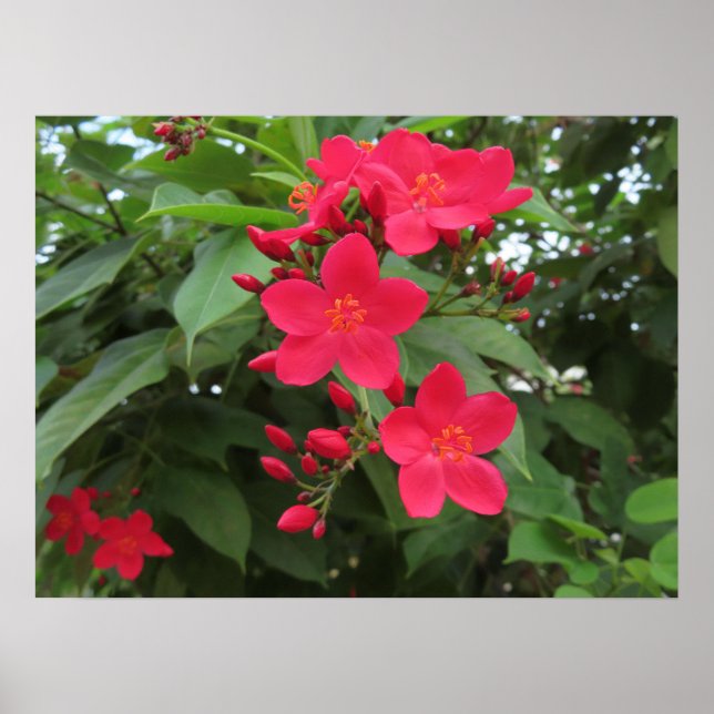 Poster Fleurs rouges de Jatropha (Devant)