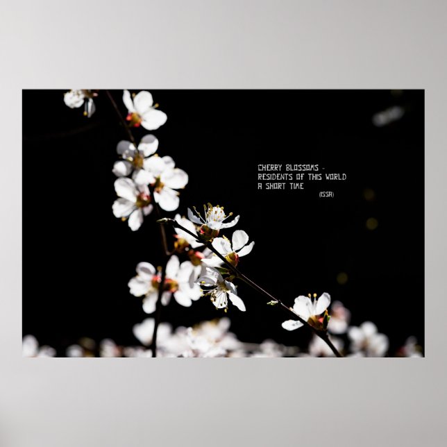 Poster Fleurs Sakura (Devant)
