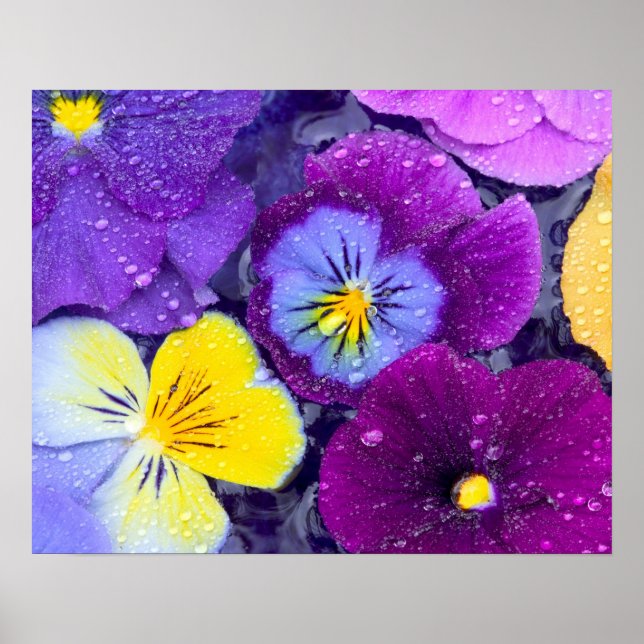 Poster Fleurs sanseuses flottant dans le bain d'oiseau av (Devant)
