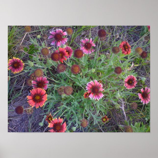 Poster Fleurs sauvages (Devant)