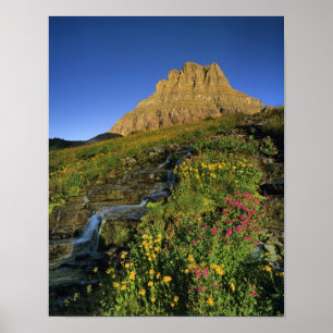 Poster Fleurs sauvages alpines & Mt Clements à Logan Pass