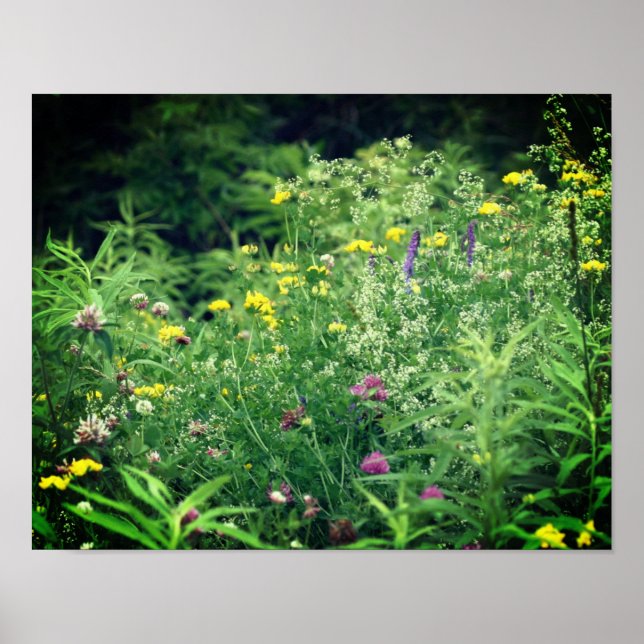Poster Fleurs sauvages Dans Le Champ 2 Fleur (Devant)