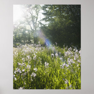 Poster Fleurs sauvages dans le domaine