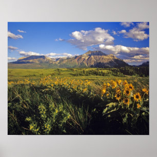 Poster Fleurs sauvages de balsamroot à feuilles sagittées