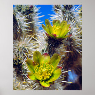 Poster Fleurs sauvages de Cholla Cactus en argent