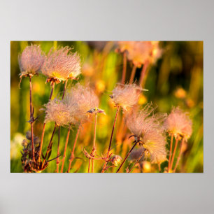 Poster Fleurs sauvages De Fumée Des Prairies À Aspen Grov
