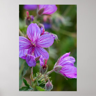 Poster Fleurs sauvages de géranium collant