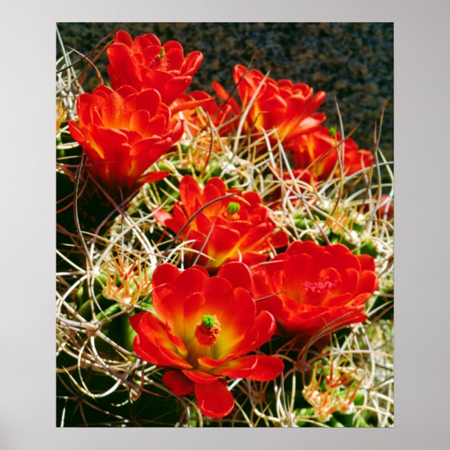 Poster Fleurs sauvages de la coupe Claret (Devant)