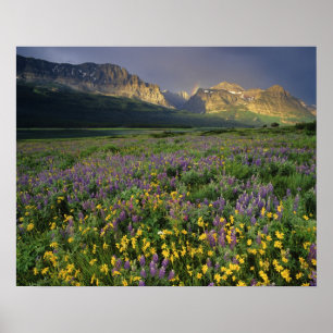 Poster Fleurs sauvages de la prairie remplissant la prair