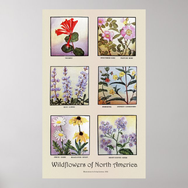 Poster Fleurs sauvages de l'Amérique du Nord [B] (Devant)