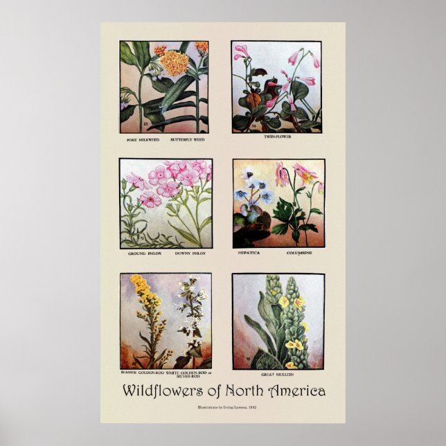 Poster Fleurs sauvages de l'Amérique du Nord [C] (Devant)