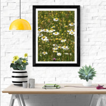Fleurs sauvages de marguerite blanche