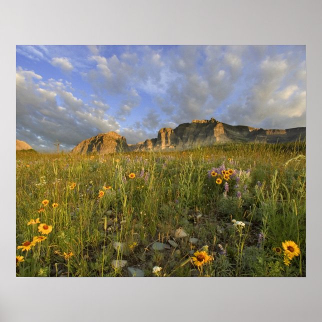 Poster Fleurs sauvages des Prairies dans la vallée de nom (Devant)