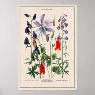 Poster Fleurs sauvages des Rocheuses