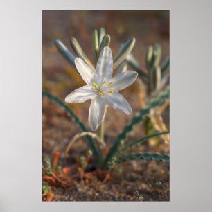 Poster Fleurs sauvages du désert Lily