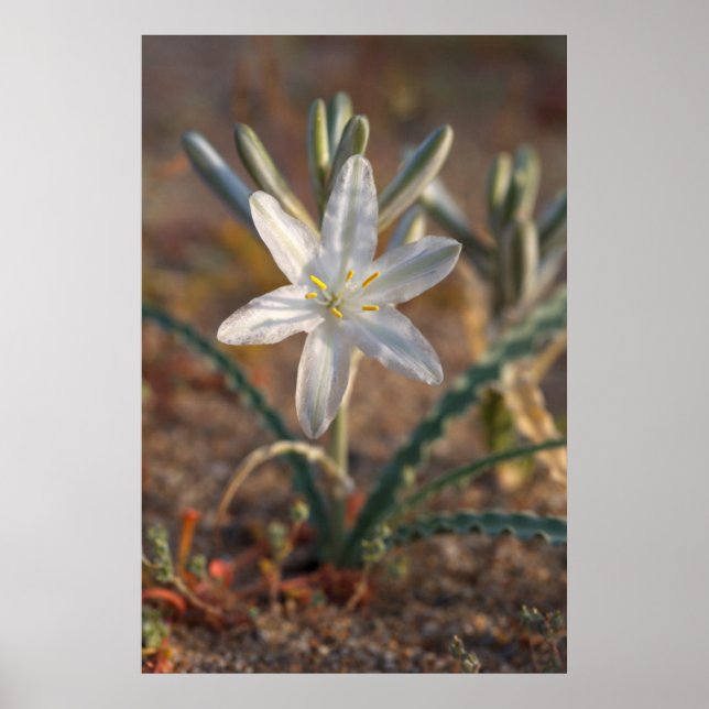 Poster Fleurs sauvages du lis du désert (Devant)
