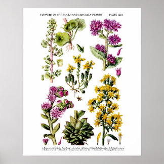 Poster Fleurs sauvages en anglais no 12 Illustration bota