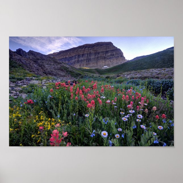 Poster Fleurs sauvages en High Mountain Meadow - Utah (Devant)