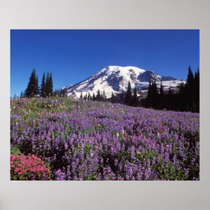 Poster fleurs sauvages estivales au pied du mont Rainier,