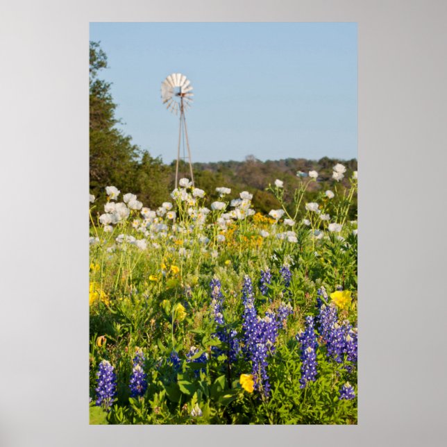 Poster Fleurs sauvages Et Moulin À Vent Au Texas Hill Cou (Devant)