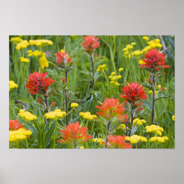 Poster Fleurs sauvages indiens de pinceaux et de biscuits (Devant)