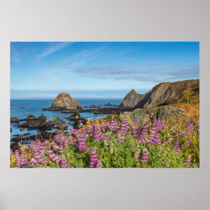 Poster Fleurs sauvages lupines couvrent les collines