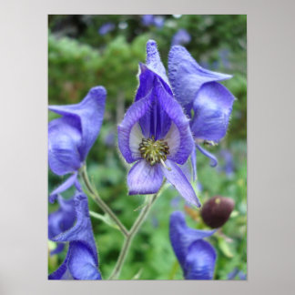 Poster Fleurs sauvages pourpres de Monkshood