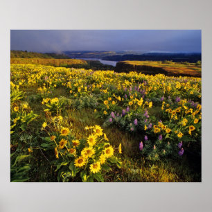 Poster Fleurs sauvages printanières en abondance au Tom