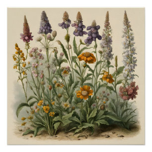 Poster Fleurs sauvages vintages