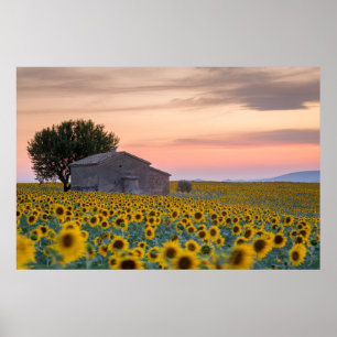 Poster Fleurs   Sunflower Field Provence, France
