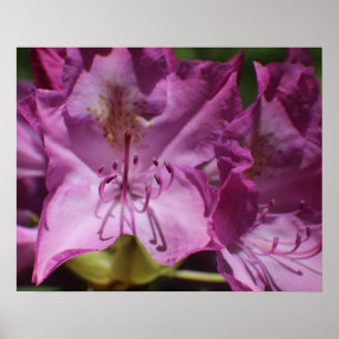 Poster Fleurs tropicales roses