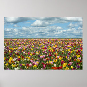 Poster Fleurs   Tulips Willamette Valley Oregon