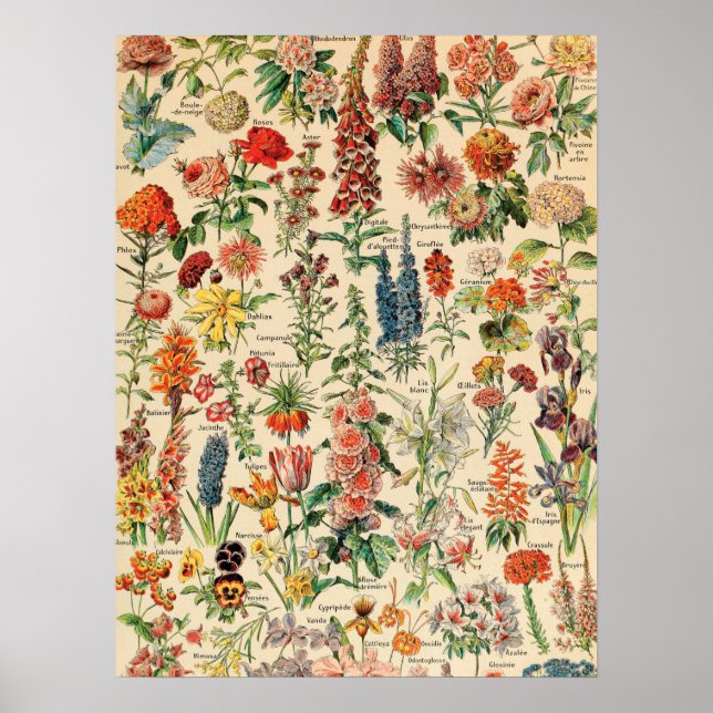 Poster Fleurs vintages (Devant)