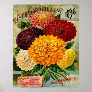 Poster Fleurs vintages colorées de dahlia
