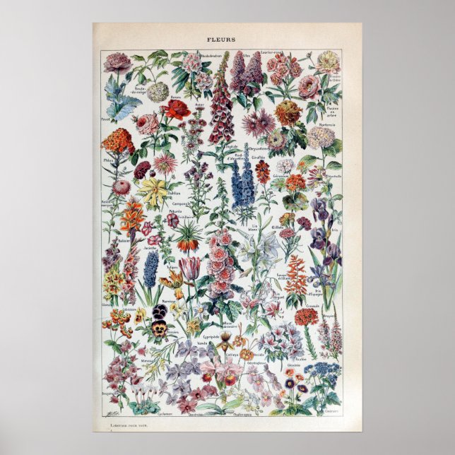 Poster Fleurs vintages de Millot Adolphe (Devant)
