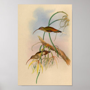 Poster Fleurs vintages d'impression de colibri de 1861