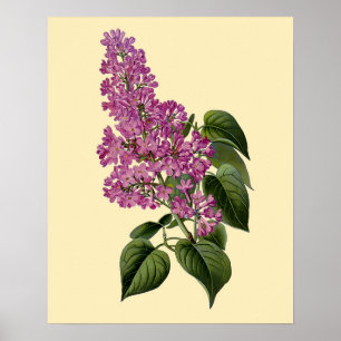 Poster Fleurs vintages Lilac