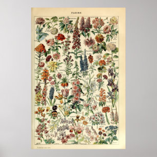 Poster Fleurs vintages par Adolphe Millot