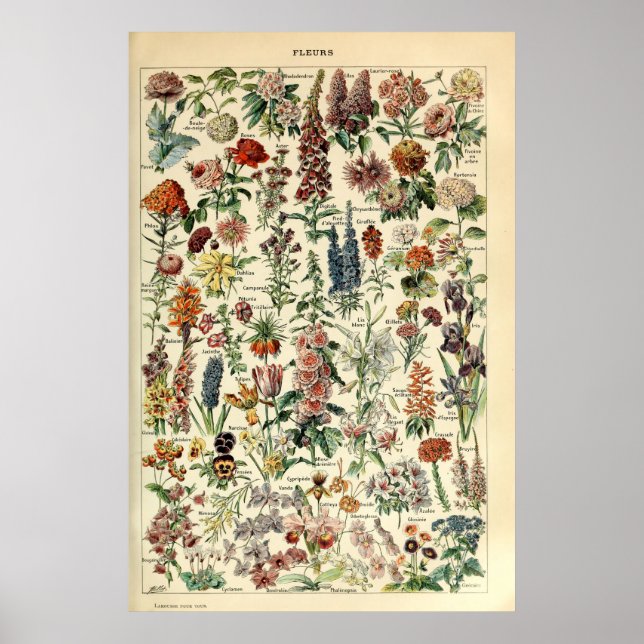 Poster Fleurs vintages par Adolphe Millot (Devant)