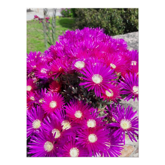Poster Fleurs violettes (Devant)