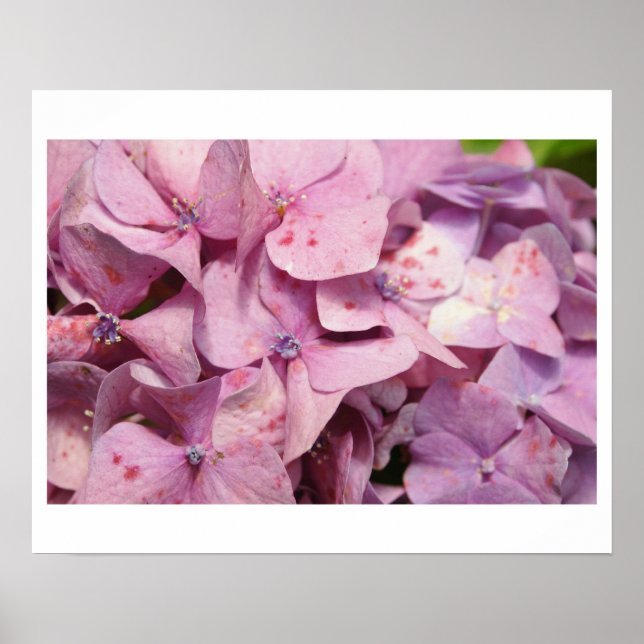 Poster Fleurs violettes (Devant)