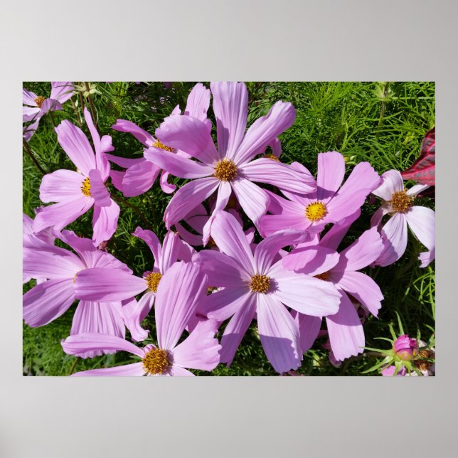 Poster fleurs violettes au soleil (Devant)