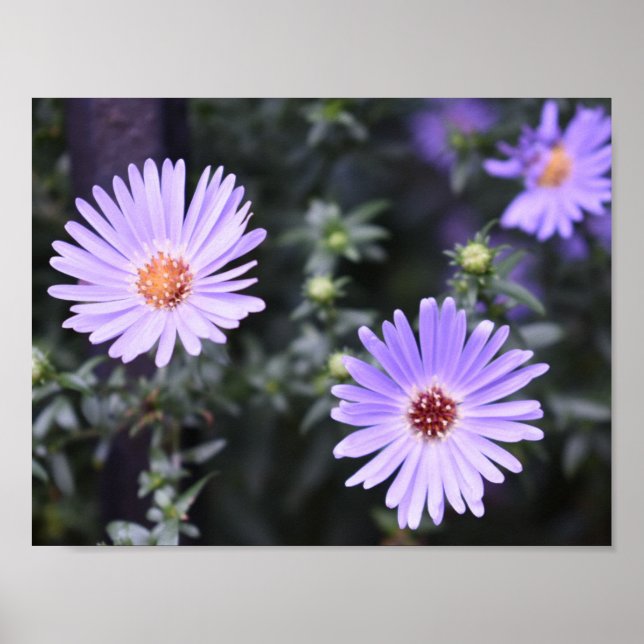 Poster Fleurs violettes Été Nature Photographie Florale (Devant)