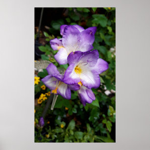 Poster Fleurs violettes Freesia